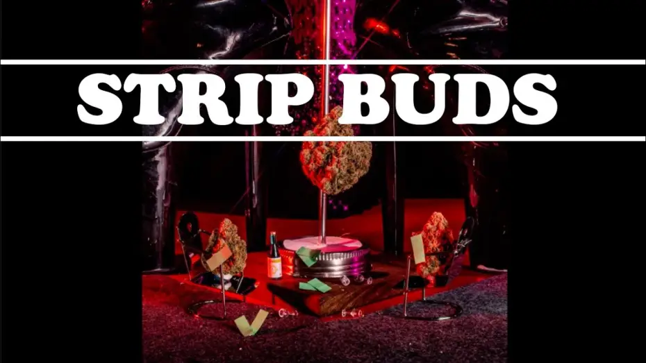 Wideo do filmu Strip Buds — Strip Buds FICC Submission