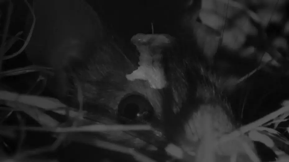 Wideo do filmu Pig Earth — Pig Earth (2026) - Trailer