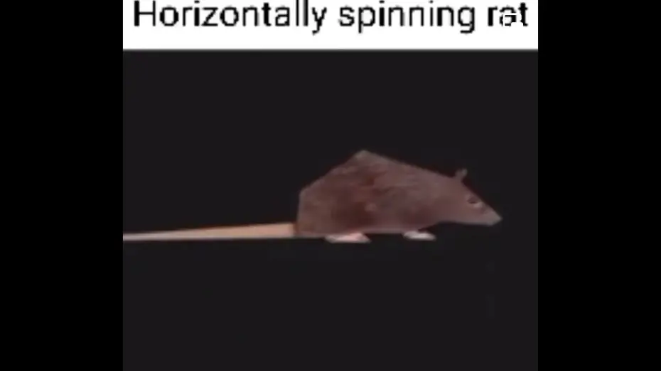 Wideo do filmu Roberto — horizontally spinning rat