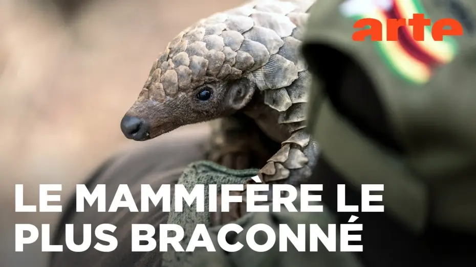 Wideo do filmu Mission pangolin : Retour à la vie sauvage — Mission pangolin | Retour à la vie sauvage | ARTE Évasion
