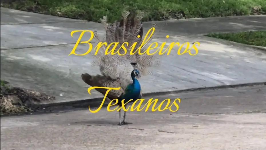 Wideo do filmu Brasileiros Texanos — Brasileiros Texanos