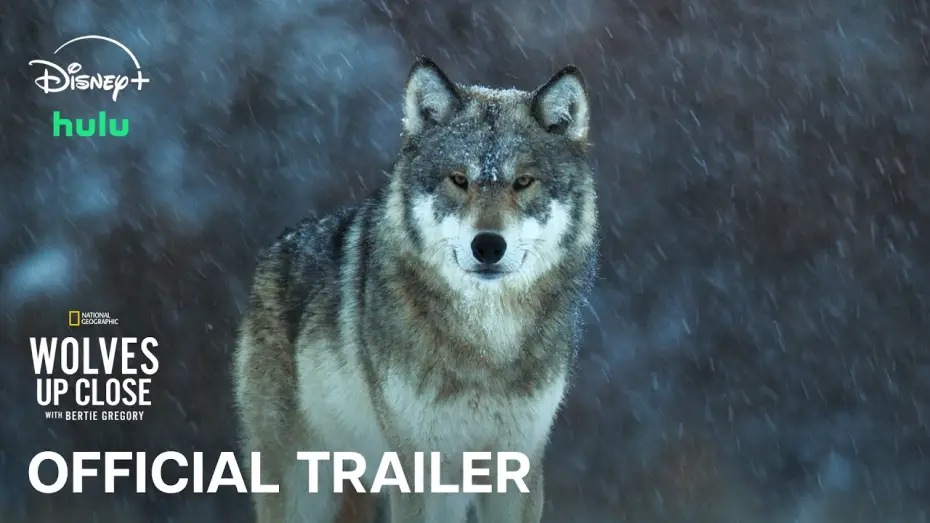 Wideo do filmu Wolves Up Close with Bertie Gregory — Official Trailer