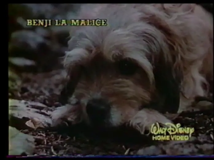 Wideo do filmu Gzie jest Benji? — Benji la malice (1987) Bande annonce française.