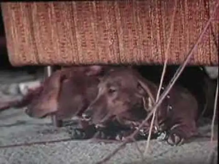 Wideo do filmu The Ugly Dachshund — The Ugly Dachshund trailer, Great Dane 1966 Disney