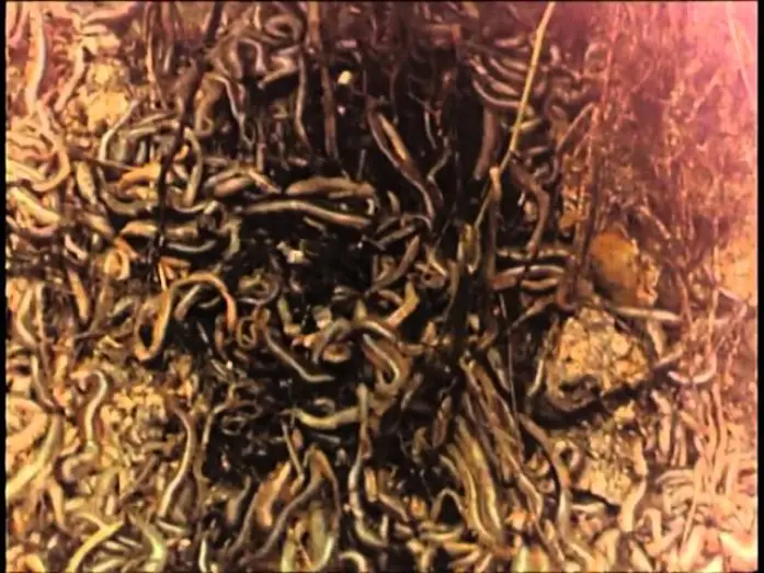 Wideo do filmu Squirm — Squirm - Invasion der Bestien (1976) Deutscher Trailer