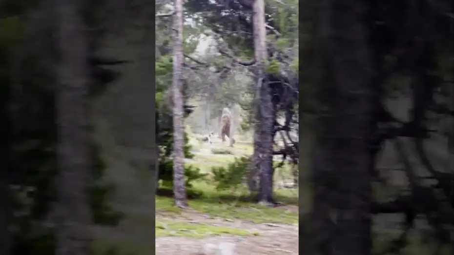 Wideo do filmu Hunt For Stoutfoot — BIGFOOT SIGHTING! - Park Ranger captures chilling video…
