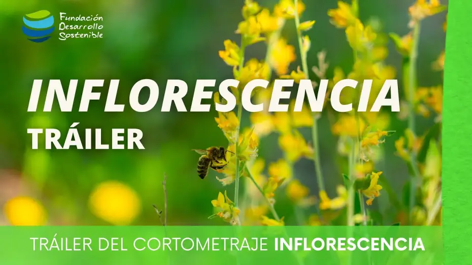 Wideo do filmu Inflorescencia — #cortometraje INFLORESCENCIA · Tráiler