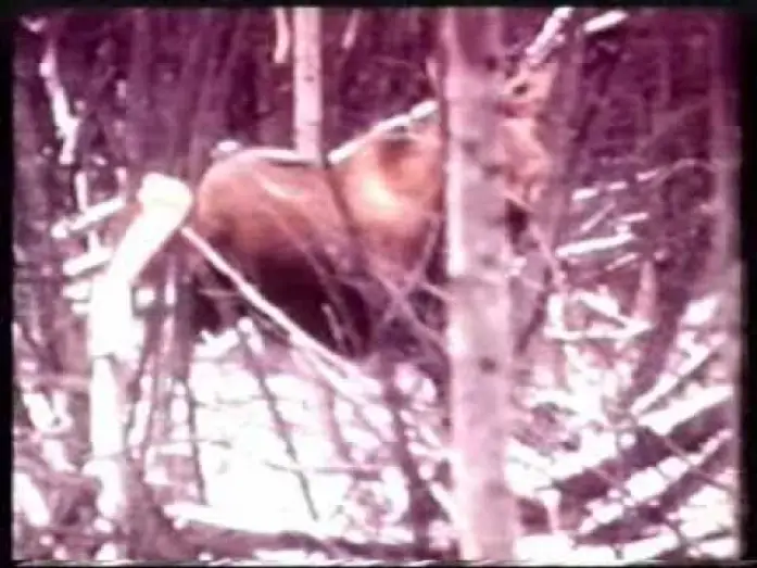 Wideo do filmu Claws — GRIZZLY 2 - CLAWS (1977) Con Jason Evers