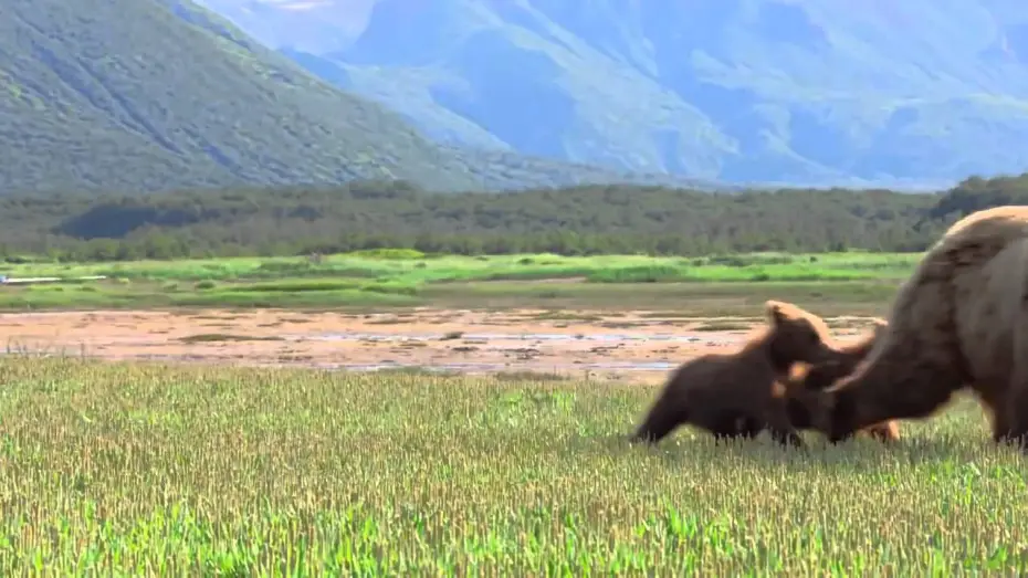 Wideo do filmu Niedźwiedzie — Grizzly - Bande-annonce