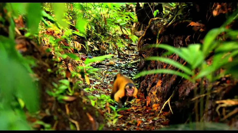 Wideo do filmu Amazonia. Przygody małpki Sai — AMAZONIA - Bande Annonce VF