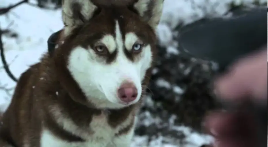 Wideo do filmu Wstyd — Film Trailer: Styd / Shame
