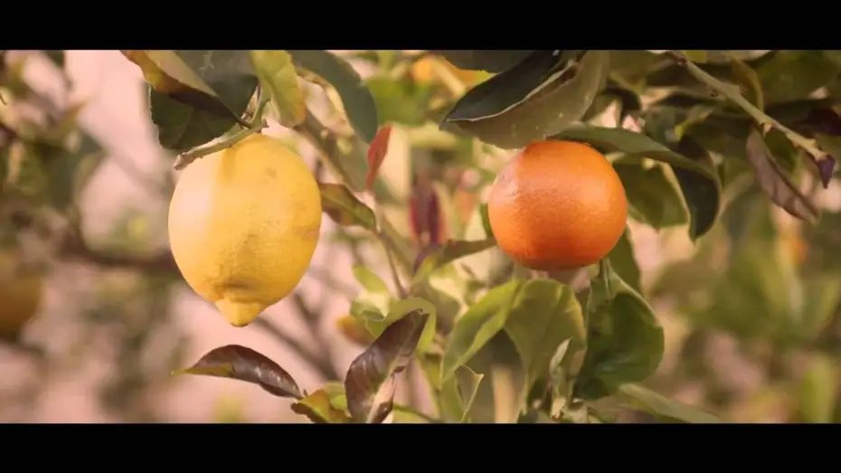 Wideo do filmu Spring — Cure