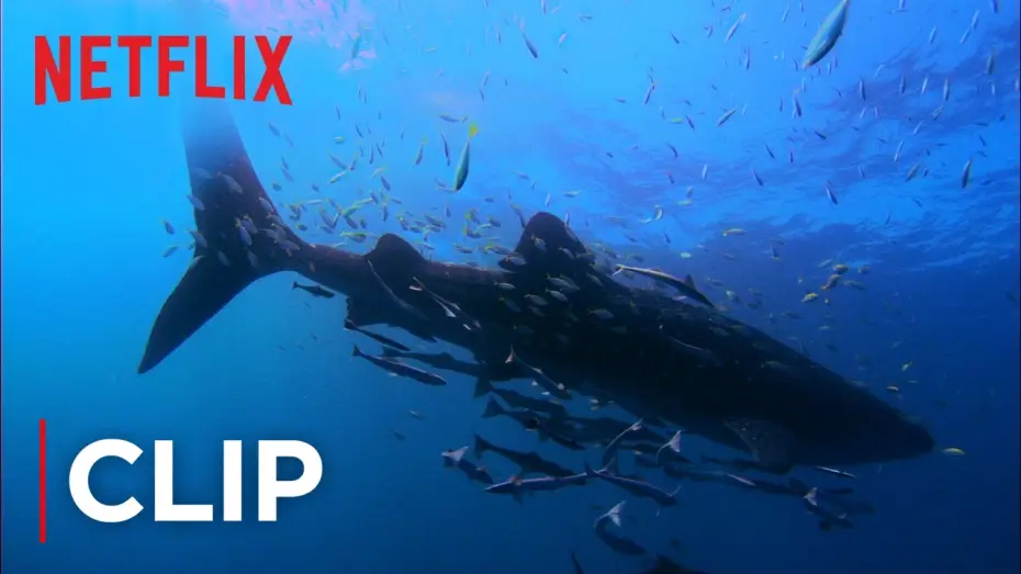 Wideo do filmu Mission Blue — Swimming with Whale Sharks