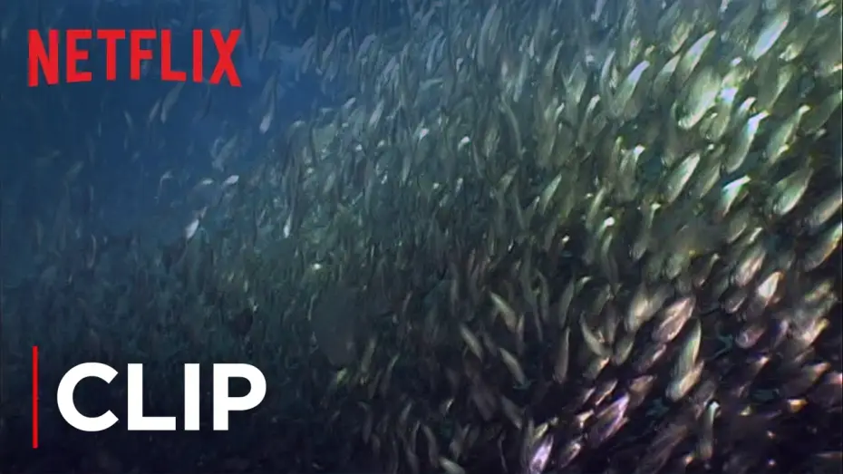 Wideo do filmu Mission Blue — Fish Oil Myth - Menhaden