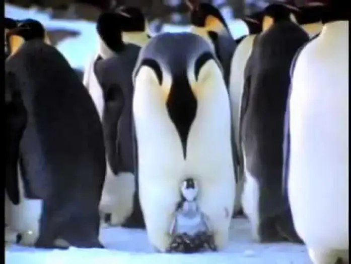 Wideo do filmu Earthlings — EARTHLINGS Trailer - Joaquin Phoenix - Be the Peace - Be a Plant-Based Being!