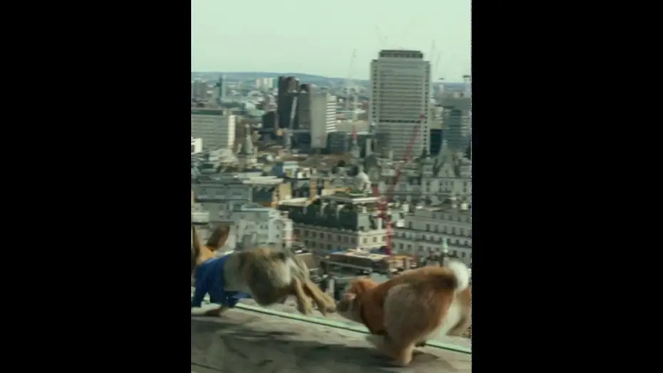 Wideo do filmu Piotruś Królik — PETERRABBIT motion 768x1360 tablet