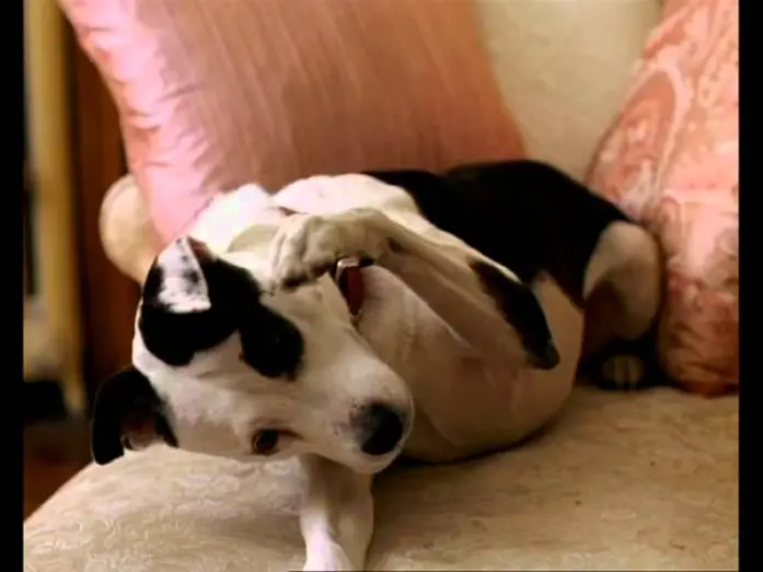 Wideo do filmu Ostre pieszczoty — Lui, Lei e Babydog trailer ita