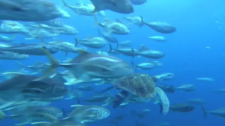 Wideo do filmu Ocean przygód 3D — Voyage sous les Mers 3D - Bande Annonce VF
