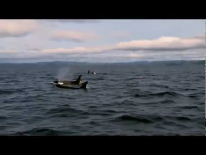 Wideo do filmu Uwolnić Orkę 4: Ucieczka z Zatoki Piratów — Sauvez Willy 4