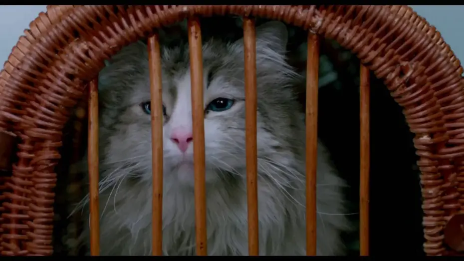 Wideo do filmu Jak zostać kotem — MA VIE DE CHAT - Extrait "Dans la peau d'un chat" VF [Kevin Spacey, Christopher Walken]