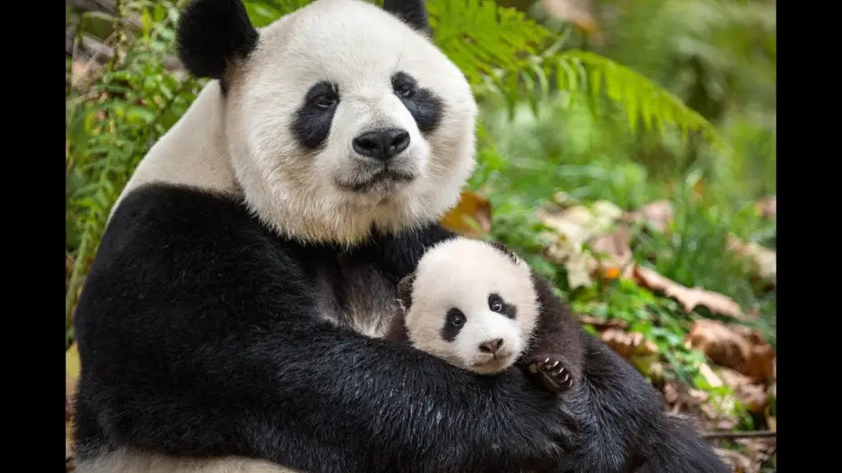 Wideo do filmu Born in China — Nés en Chine - Bande-annonce VF (Disneynature)