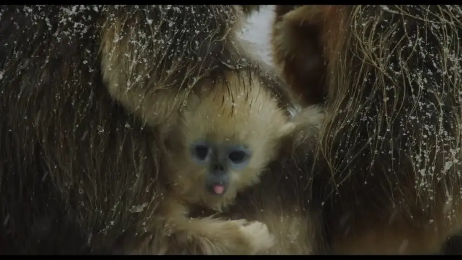 Wideo do filmu Born in China — Disneynature's Born in China Official US Trailer