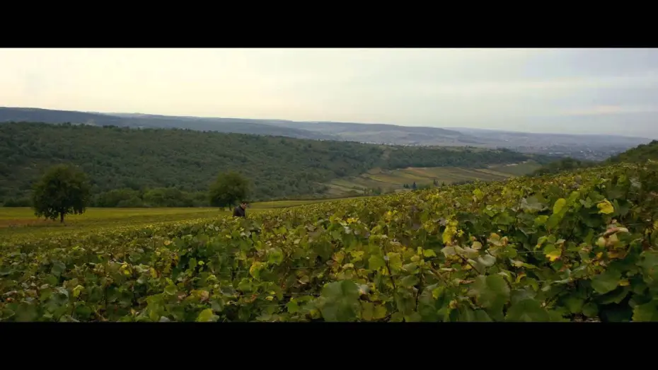 Wideo do filmu Wielkie wino — PREMIERS CRUS - Bande Annonce VF