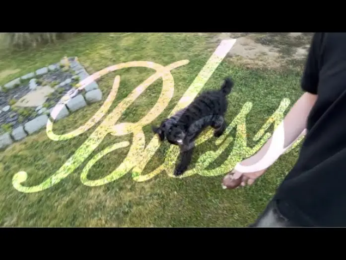 Wideo do filmu Bless — Ce chien acteur va vous briser le cœur… | BLESS (Short Film)