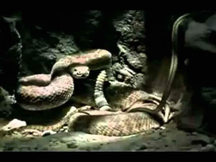 Wideo do filmu Venomous — Venomous 2001 movie trailer