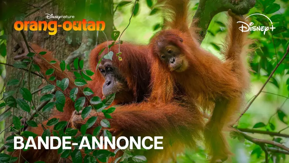 Wideo do filmu Orangutan — Orang-outan - Bande-annonce officielle (VOST) | Disney+