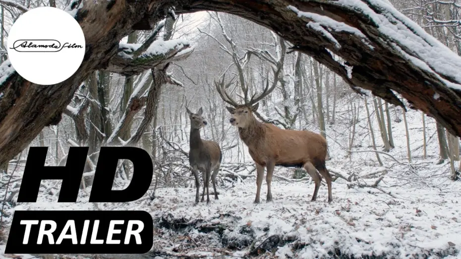Wideo do filmu Dusza i ciało — KÖRPER UND SEELE I Trailer deutsch HD I Jetzt im Kino