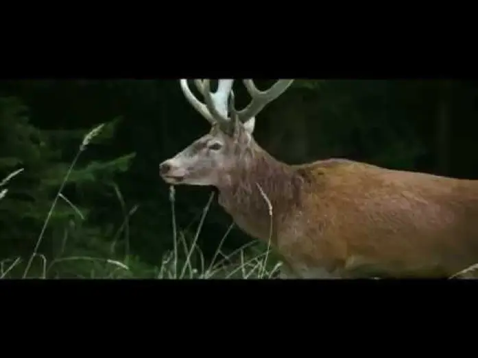 Wideo do filmu Dusza i ciało — On Body And Soul - Excerpt #1