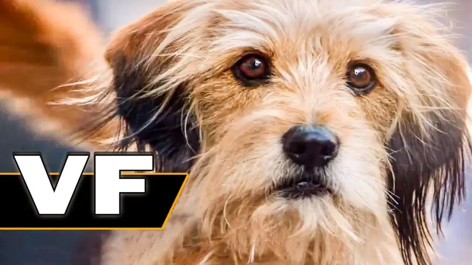 Wideo do filmu Benji — BENJI Bande Annonce VF (Famille, Netflix, 2018)