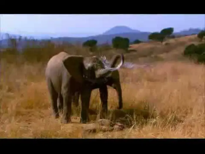 Wideo do filmu Whispers: An Elephant's Tale — Elephant Tales Trailer