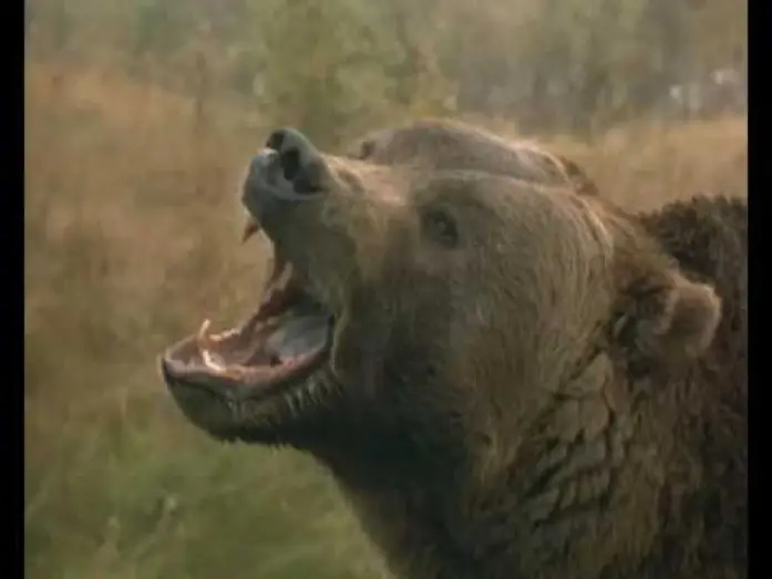 Wideo do filmu Wielka niedźwiedzica — Grizzly Falls Trailer
