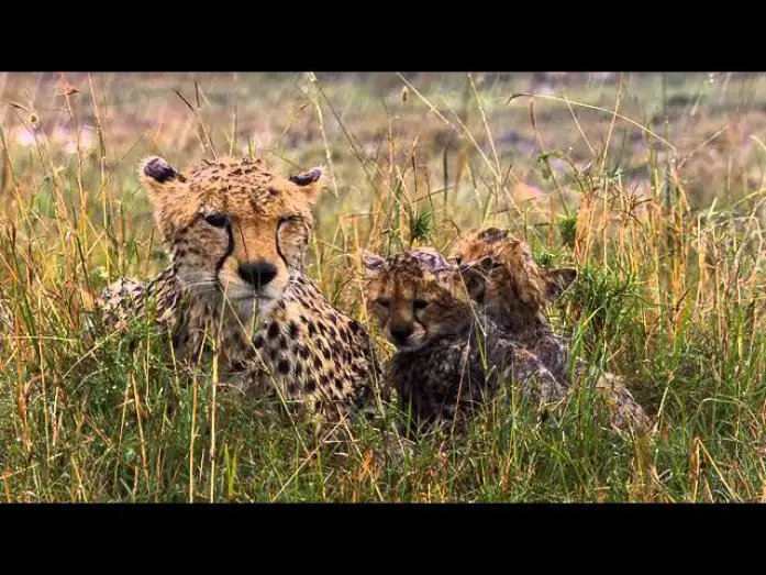 Wideo do filmu Afrykańskie koty — African Cats Official Trailer