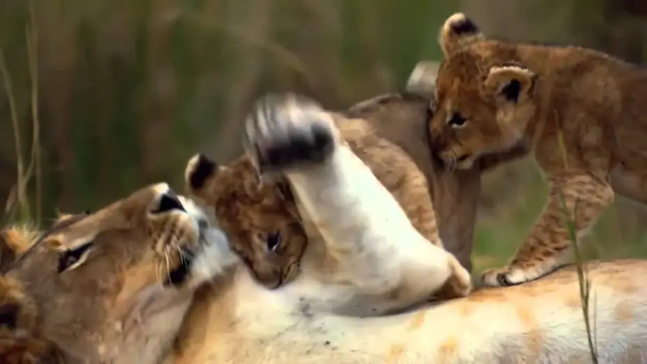 Wideo do filmu Afrykańskie koty — Felinos de Africa - Trailer Español Latino - HD