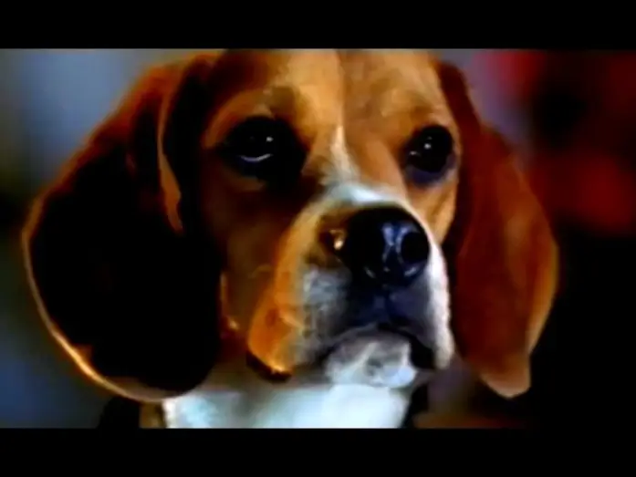Wideo do filmu Psy i koty — Cats & Dogs - Wie Hund und Katz' - Trailer (2001)