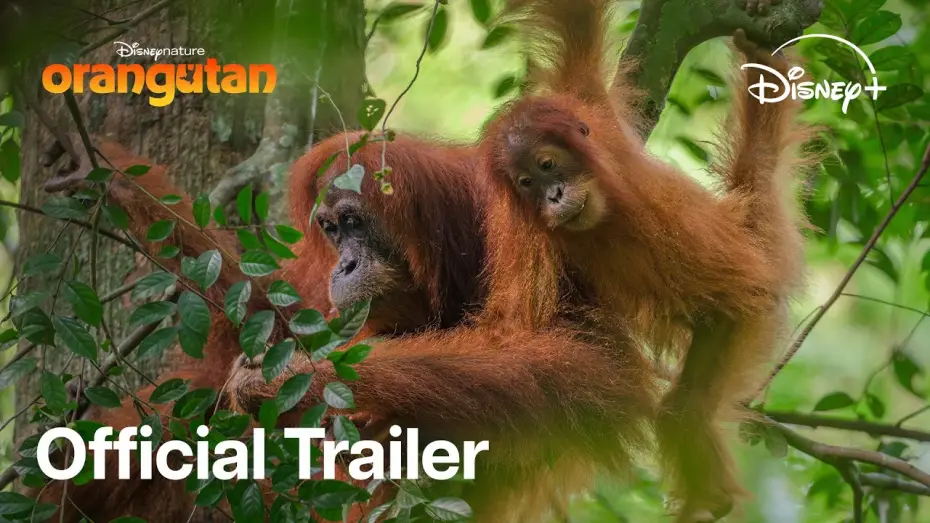 Wideo do filmu Orangutan — Stream On Disney+ April 22