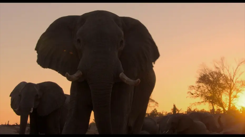Wideo do filmu Śladami słoni — Éléphants - Bande Annonce [VF]