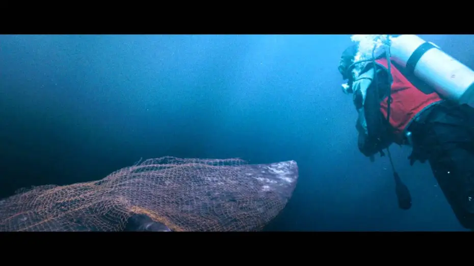 Wideo do filmu Na ratunek wielorybom — Der Ruf der Wale (dt.) - Trailer