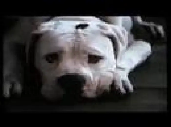 Wideo do filmu Niezwykła podróż — Homeward Bound: The Incredible Journey (1993) Trailer