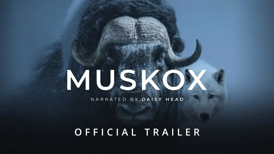 Wideo do filmu Muskox — MUSKOX | Official Trailer - Stay Wild Studio