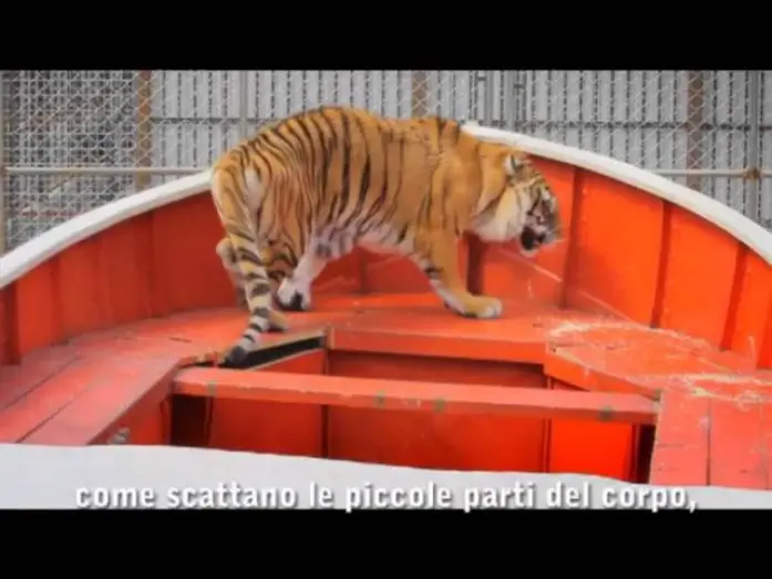 Wideo do filmu Życie Pi — Vita di Pi -  Featurette Creating Richard Parker Dal 20 Dicembre al cinema