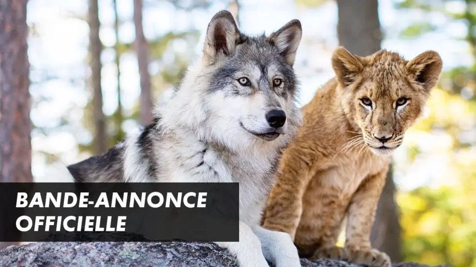 Wideo do filmu Wilk, lew i ja — LE LOUP ET LE LION – Bande-annonce officielle (2021)