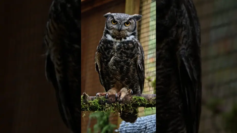 Wideo do filmu Kroniki lasu. Wildwood — Finding Inspiration at the Bird Alliance of Oregon