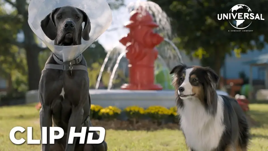 Wideo do filmu Spuszczone ze smyczy — Clip - Bug y Reggie en el parque