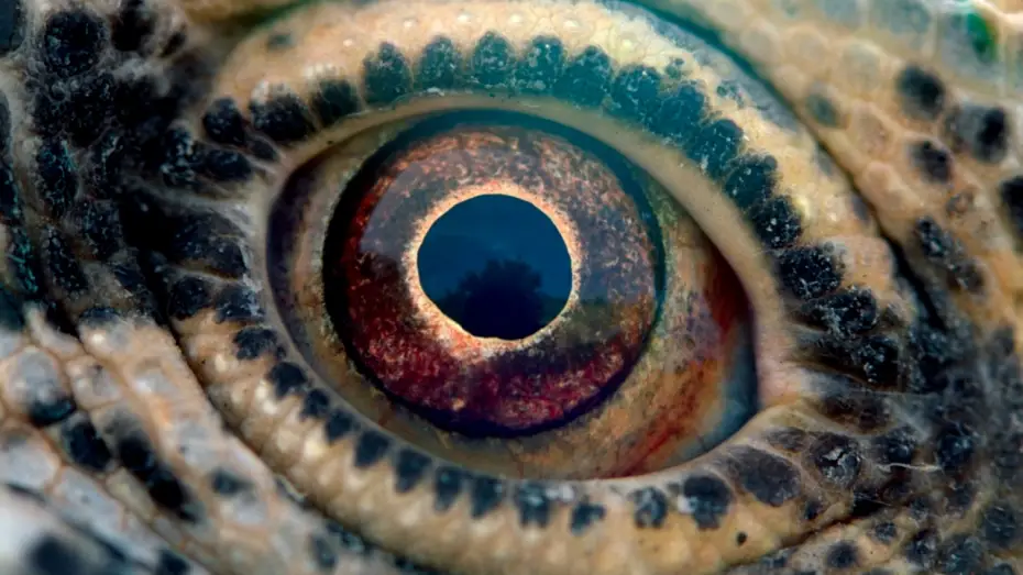 Wideo do filmu Voyage of Time: Life's Journey — Путешествие времени — Русский трейлер (Дубляж, 2017)