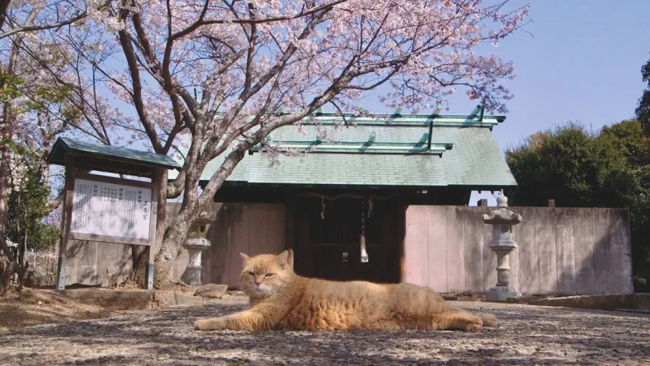 Wideo do filmu 五香宮の猫 — Trailer [Subtitled]