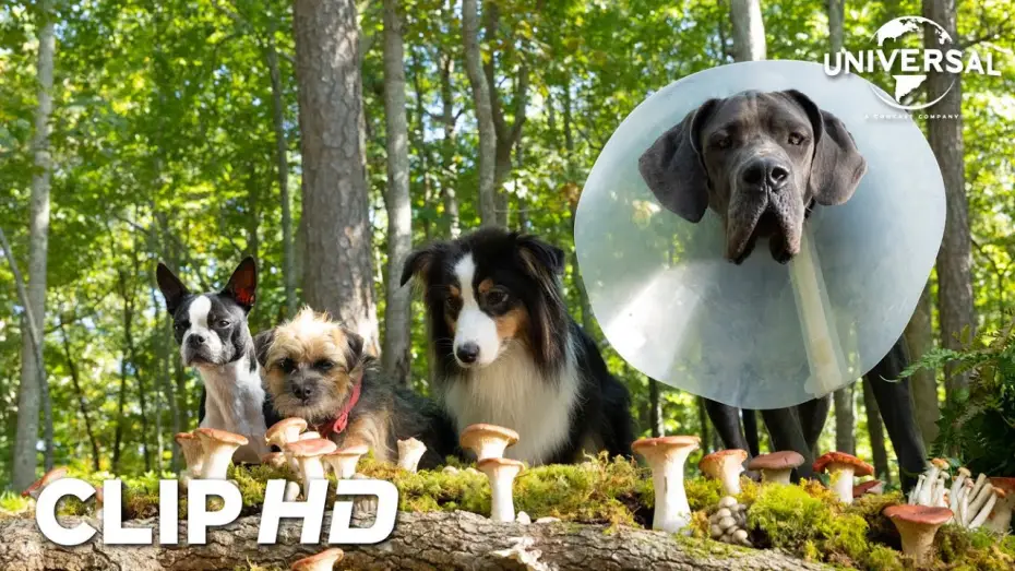 Wideo do filmu Spuszczone ze smyczy — Clip - Setas mágicas